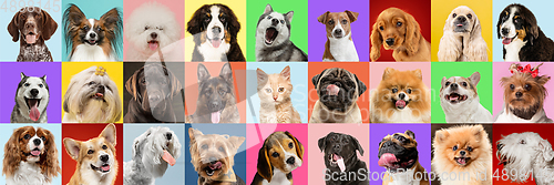 Image of Stylish dogs and cats posing. Cute pets happy. Creative collage isolated on multicolored studio background