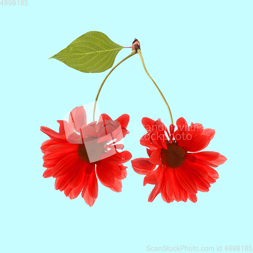 Image of Contemporary art collage. Red flowers marguerite as cherry on blue background.