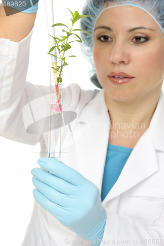 Image of Plant Science or agronomy