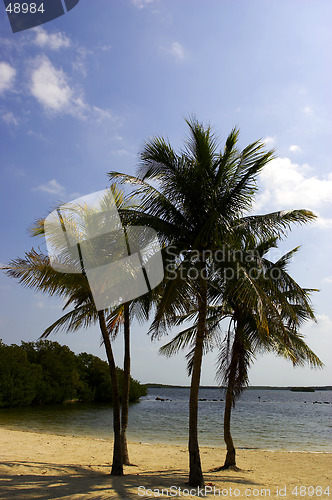 Image of Four palm trees on a beach