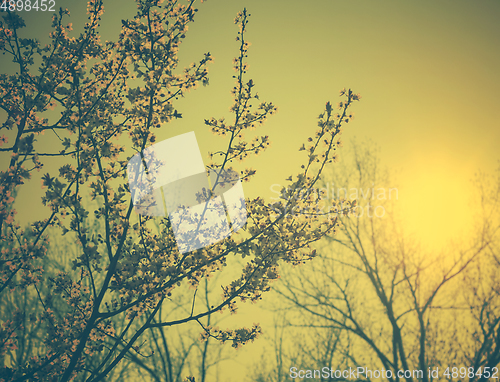 Image of Spring Blossom