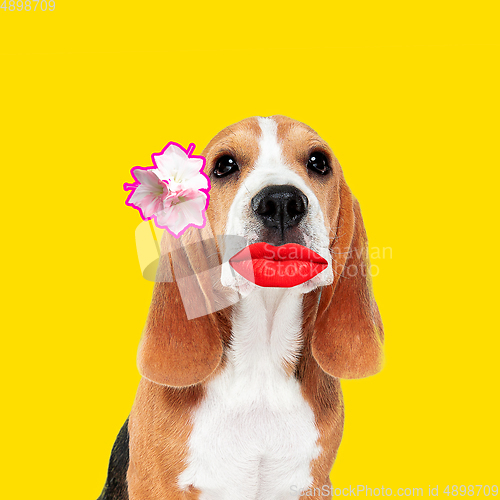Image of Modern design, contemporary art collage with cute doggies