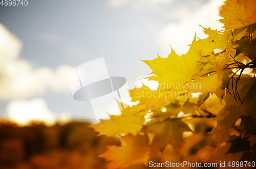 Image of Autumn Leaves