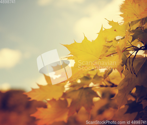 Image of Autumn Leaves