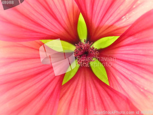 Image of pink,origo