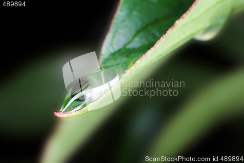 Image of Water droplet on green leaf