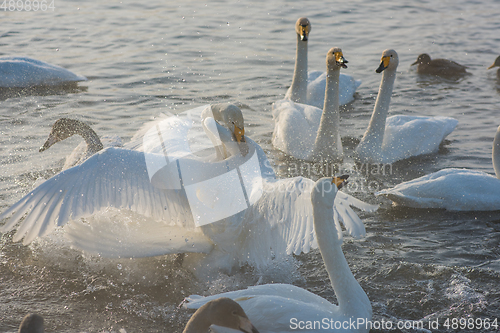 Image of Fighting white whooping swans