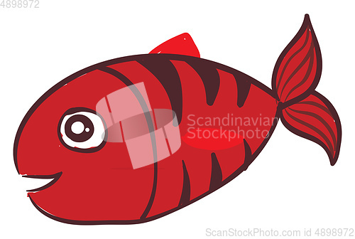 Image of Scarlet fish, vector or color illustration.