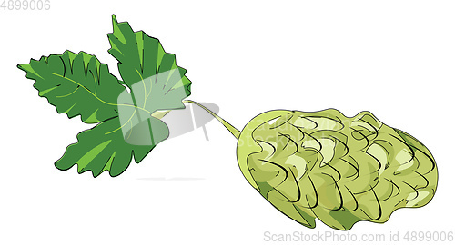 Image of The hop plant, vector or color illustration.