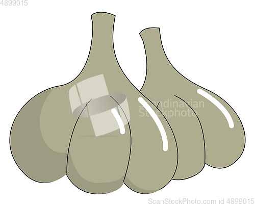 Image of Garlic, vector or color illustration.