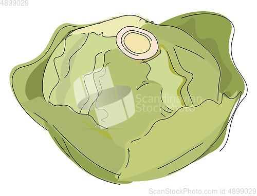 Image of Image of cabbage, vector or color illustration.