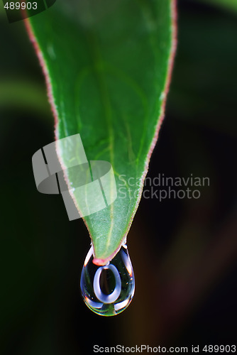 Image of Water droplet on green leaf in macro