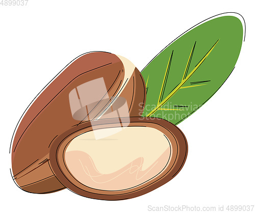 Image of Image of argan beans, vector or color illustration.