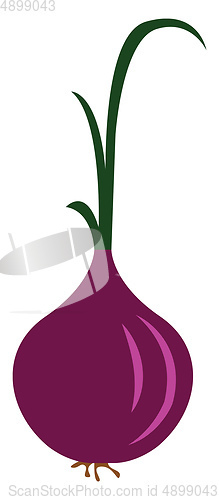 Image of Purple onion, vector or color illustration.