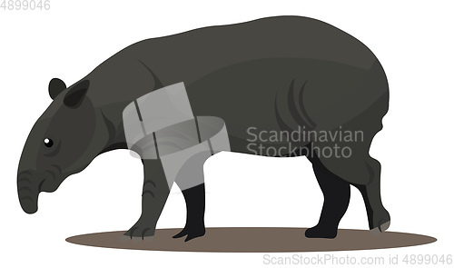 Image of Tapir, vector or color illustration.