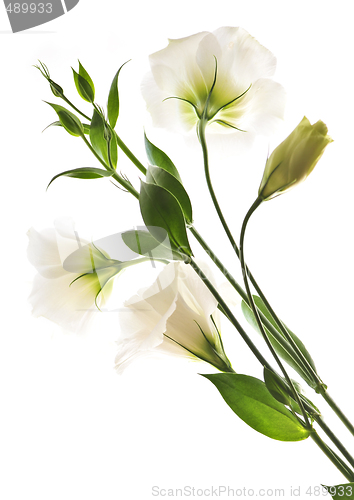 Image of Isolated white flowers