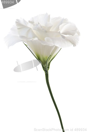 Image of Isolated white flower