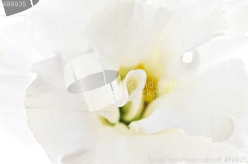 Image of Isolated white flower