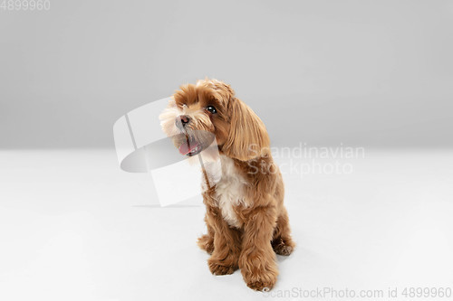 Image of Studio shot of Maltipu dog isolated on white studio background