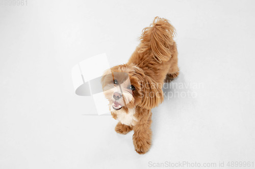 Image of Studio shot of Maltipu dog isolated on white studio background