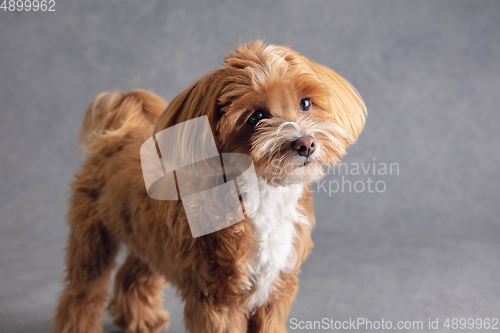 Image of Studio shot of Maltipu dog isolated on grey studio background