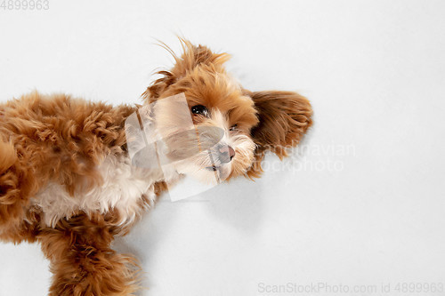 Image of Studio shot of Maltipu dog isolated on white studio background