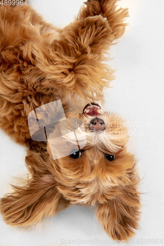 Image of Studio shot of Maltipu dog isolated on white studio background