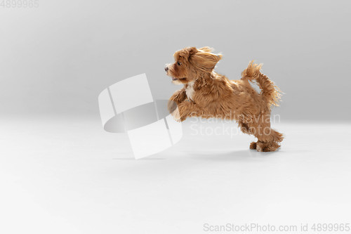 Image of Studio shot of Maltipu dog isolated on white studio background