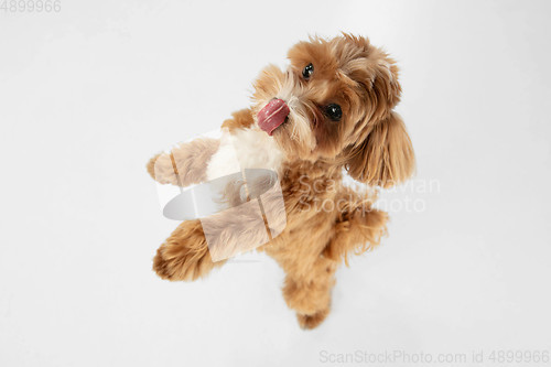 Image of Studio shot of Maltipu dog isolated on white studio background