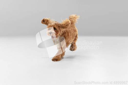 Image of Studio shot of Maltipu dog isolated on white studio background