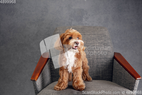 Image of Studio shot of Maltipu dog isolated on grey studio background