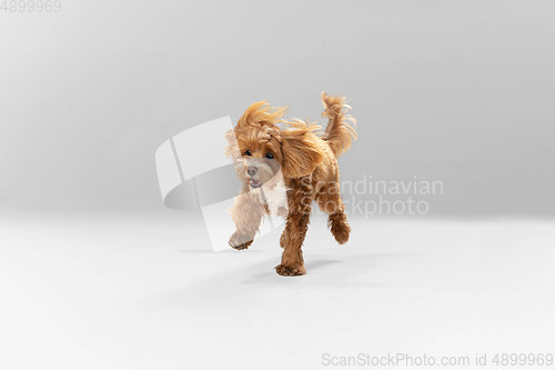 Image of Studio shot of Maltipu dog isolated on white studio background