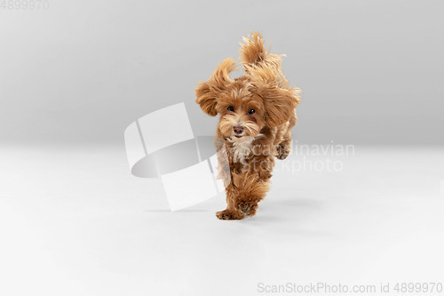 Image of Studio shot of Maltipu dog isolated on white studio background