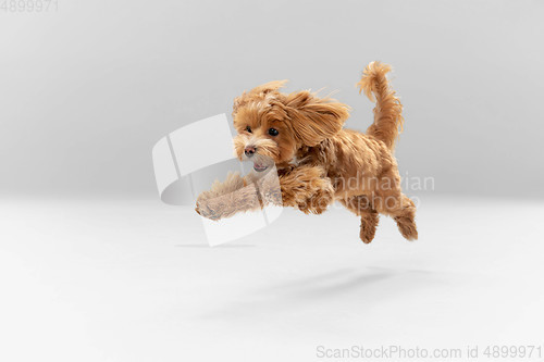 Image of Studio shot of Maltipu dog isolated on white studio background