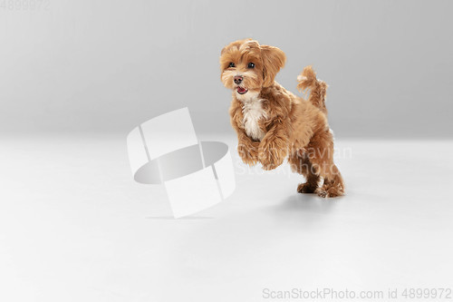 Image of Studio shot of Maltipu dog isolated on white studio background