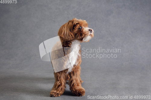Image of Studio shot of Maltipu dog isolated on grey studio background