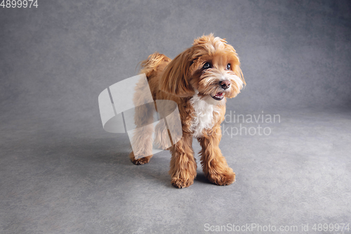 Image of Studio shot of Maltipu dog isolated on grey studio background