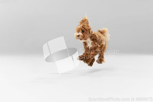 Image of Studio shot of Maltipu dog isolated on white studio background