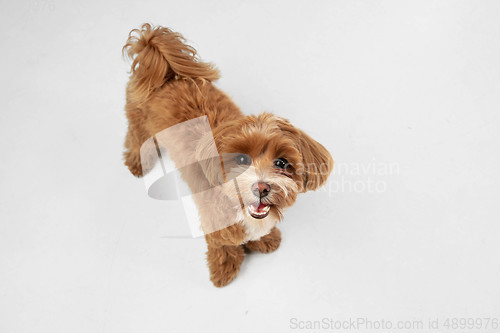 Image of Studio shot of Maltipu dog isolated on white studio background