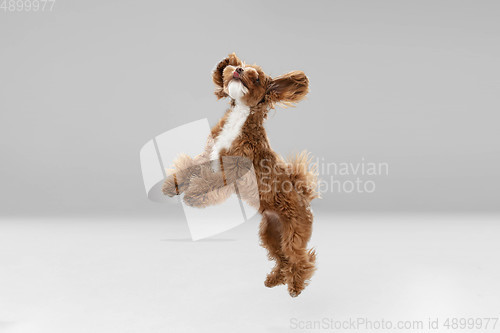 Image of Studio shot of Maltipu dog isolated on white studio background