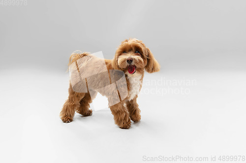 Image of Studio shot of Maltipu dog isolated on white studio background