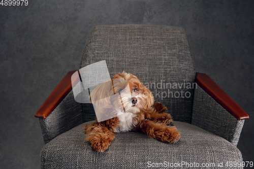 Image of Studio shot of Maltipu dog isolated on grey studio background