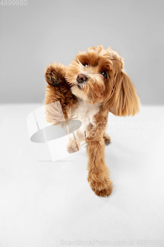 Image of Studio shot of Maltipu dog isolated on white studio background