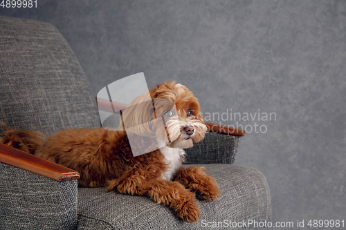 Image of Studio shot of Maltipu dog isolated on grey studio background