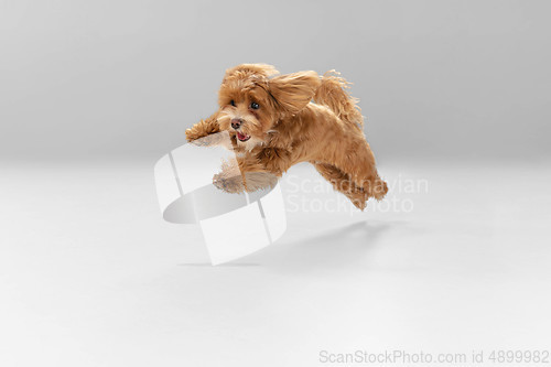 Image of Studio shot of Maltipu dog isolated on white studio background