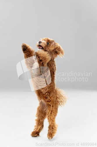 Image of Studio shot of Maltipu dog isolated on white studio background
