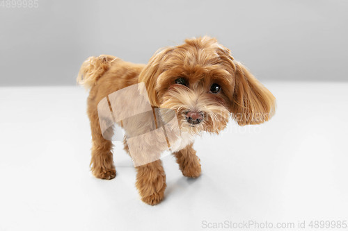 Image of Studio shot of Maltipu dog isolated on white studio background