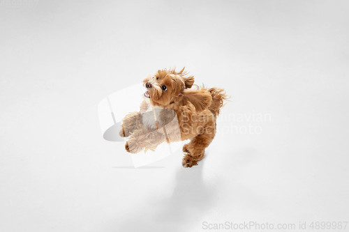 Image of Studio shot of Maltipu dog isolated on white studio background