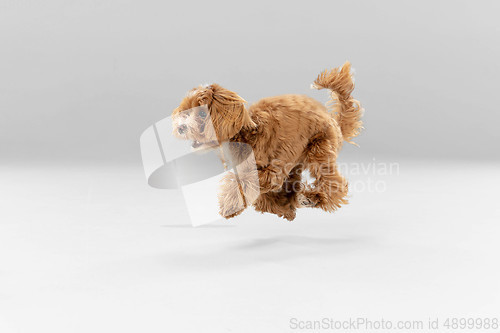 Image of Studio shot of Maltipu dog isolated on white studio background