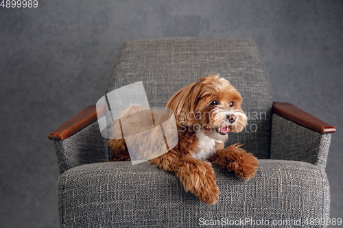 Image of Studio shot of Maltipu dog isolated on grey studio background